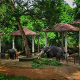 Konni Elephant Reserve Pathanamthitta 